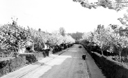 Hollyhock Road c.1960, Saffron Walden