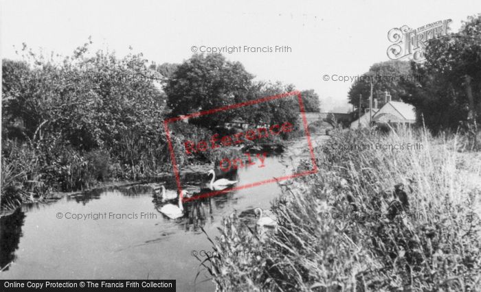 Photo of Sampford Peverell, Swans On The Canal c.1955