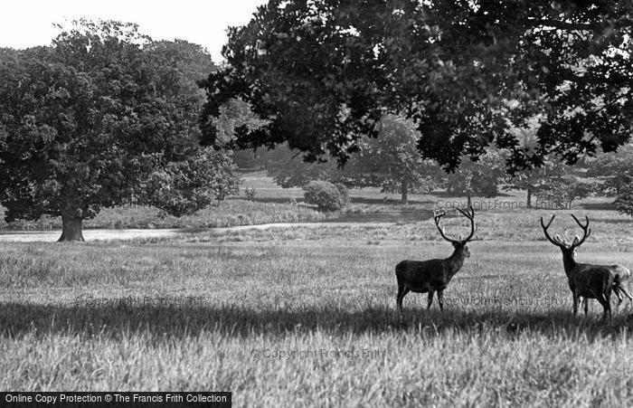 Photo of Sandringham, Deer In The Park 1891