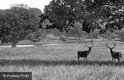 Deer In The Park 1891, Sandringham