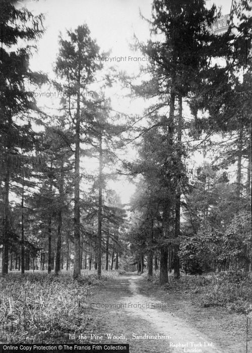 Photo of Sandringham, In The Pine Woods c.1930