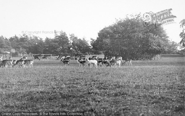 Photo of Sandringham, Park 1908