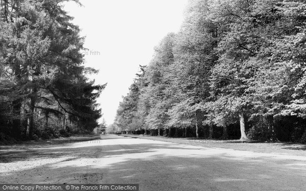 Photo of Sandringham, The Avenue c.1955