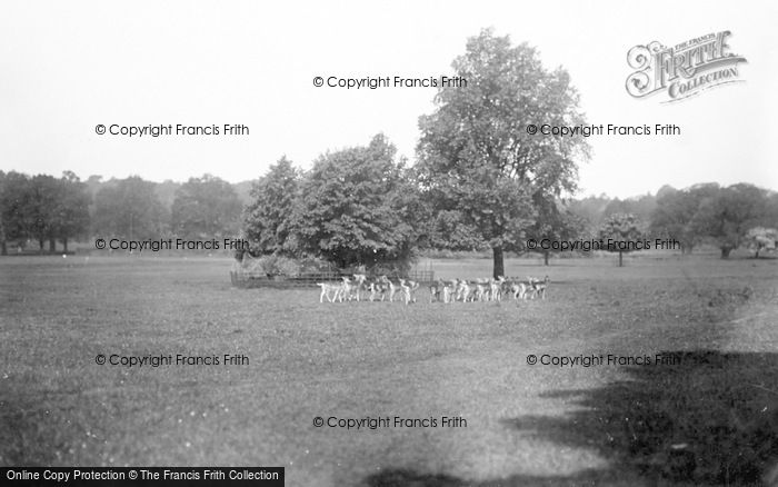 Photo of Sandringham, The Deer In The Park c.1926