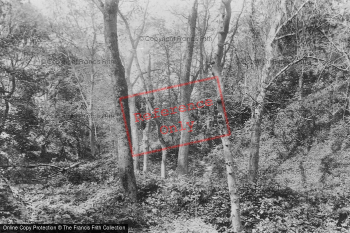 Photo of Sark, Dixcart Woods 1893