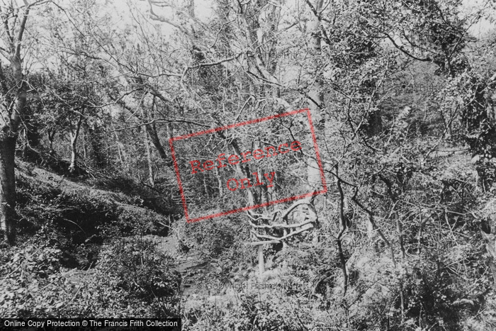 Photo of Sark, Dixcart Woods 1893