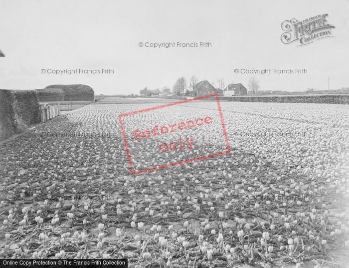 Photo of Sassenheim, Tulip Field c.1938