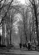 Savernake, Forest Avenue c.1955, Savernake Forest