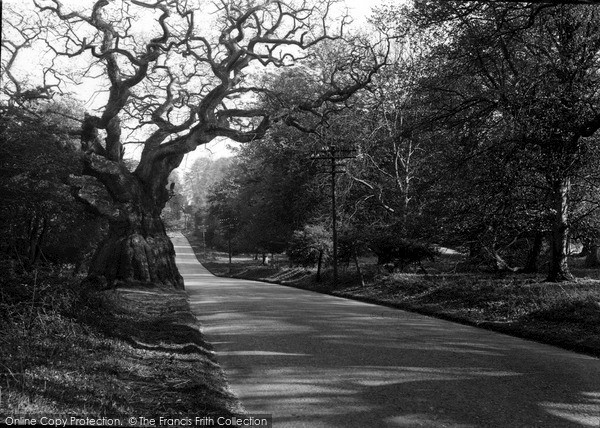Photo of Savernake, Forest, Big Bellied Oak c.1955