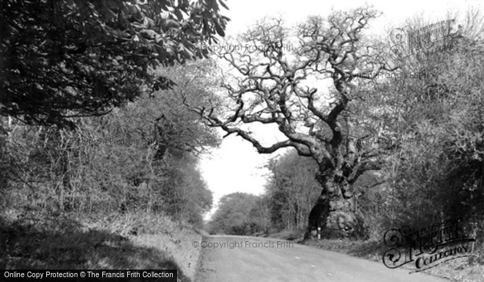 Photo of Savernake, Forest, Big Bellied Oak c.1955