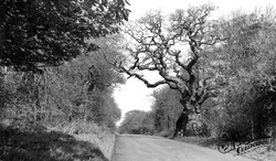 Savernake, Forest, Big Bellied Oak c.1955, Savernake Forest
