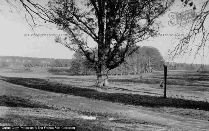 Photo of Savernake, Forest c.1955