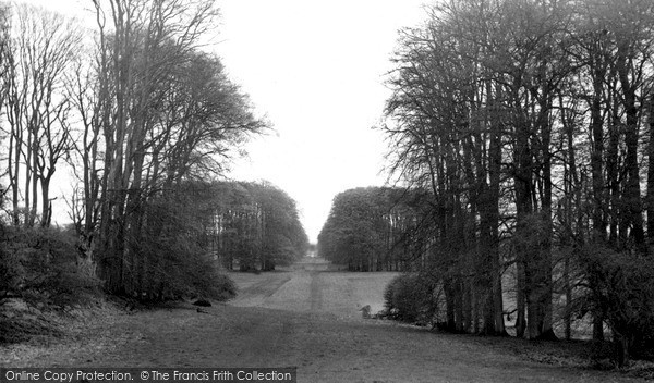 Photo of Savernake, Forest c.1955