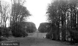 Savernake, Forest c.1955, Savernake Forest
