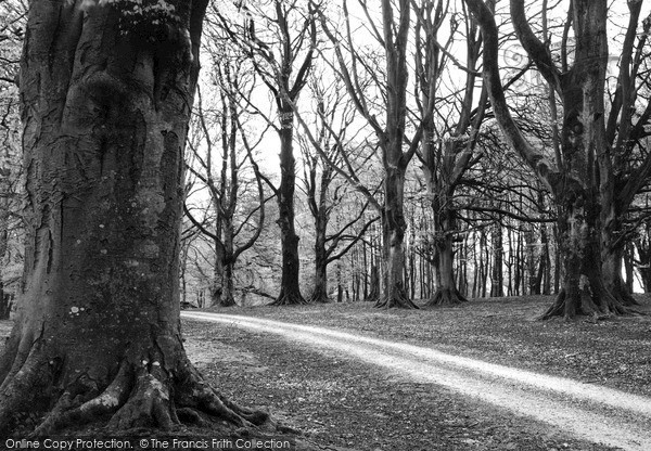 Photo of Savernake, Forest, Column Drive c.1955