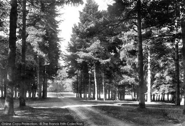 Photo of Savernake, Forest, Eight Paths 1908