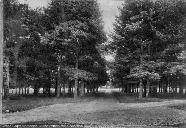 Photo of Savernake, Forest, Eight Walks 1901