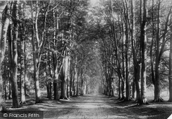 Savernake, Forest, Grand Avenue 1901, Savernake Forest