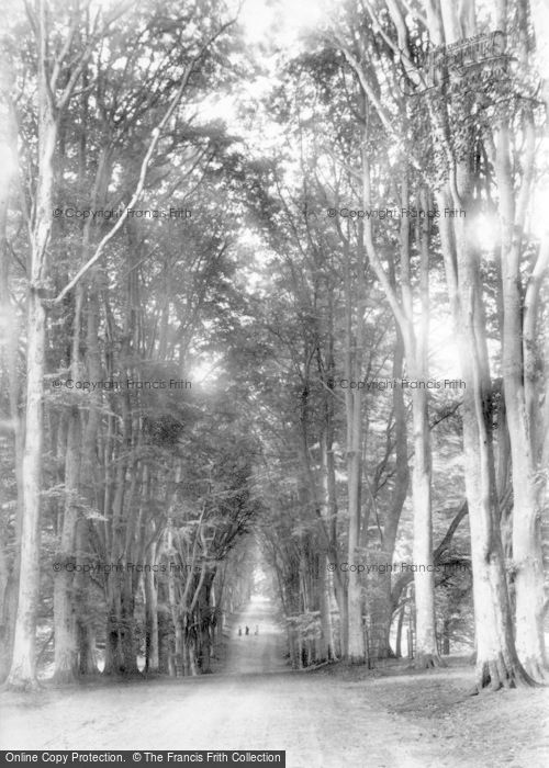 Photo of Savernake, Forest, Grand Avenue 1902