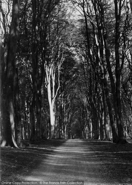 Photo of Savernake, Forest, Grand Avenue c.1955