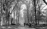 Savernake, Forest, Grand Avenue c.1955, Savernake Forest