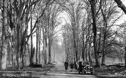 Savernake, Forest, Grand Avenue c.1955, Savernake Forest