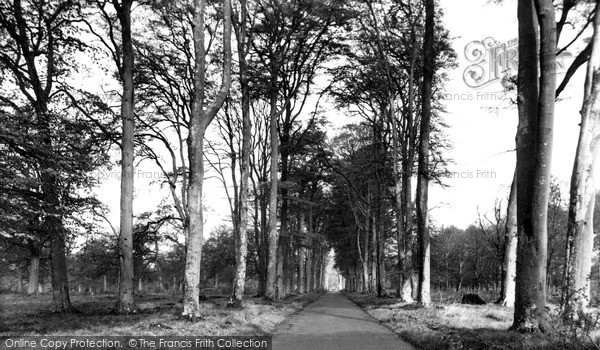 Photo of Savernake, Forest, Grand Avenue c.1955