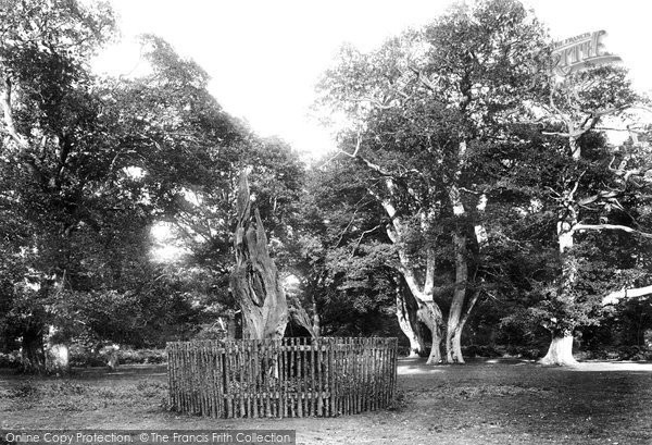 Photo of Savernake, Forest, King Oak 1901