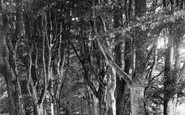 Savernake, Forest, Long Harry Walk 1908