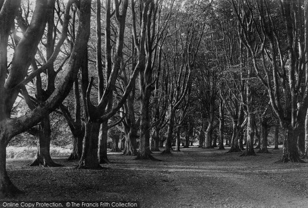 Photo of Savernake, Forest, Long Harry Walk 1908