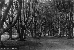 Savernake, Forest, Long Harry Walk 1908, Savernake Forest