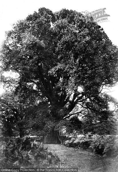 Photo of Savernake, Forest, The Braydon Oak 1906
