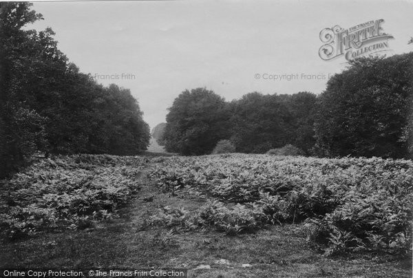 Photo of Savernake, The Column Avenue 1902