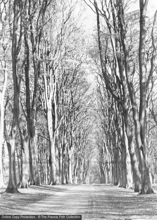 Photo of Savernake, The Grand Avenue c.1955
