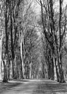 Savernake, The Grand Avenue c.1955, Savernake Forest