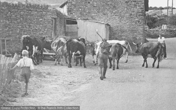 Photo of Seatown, Seatown Farm, Driving Cows c.1955