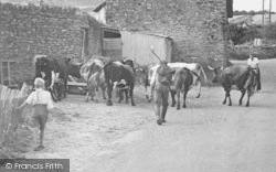 Seatown Farm, Driving Cows c.1955, Seatown