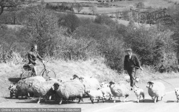 Photo of Sedbergh, Shepherd And Sheep c.1960