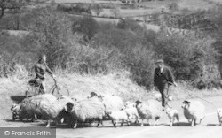 Shepherd And Sheep c.1960, Sedbergh