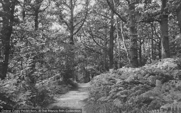 Photo of Selsdon, Crohamhurst Woods c.1955