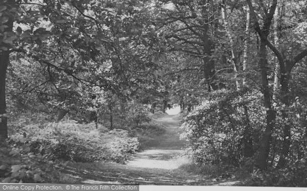 Photo of Selsdon, Littleheath Woods c.1955