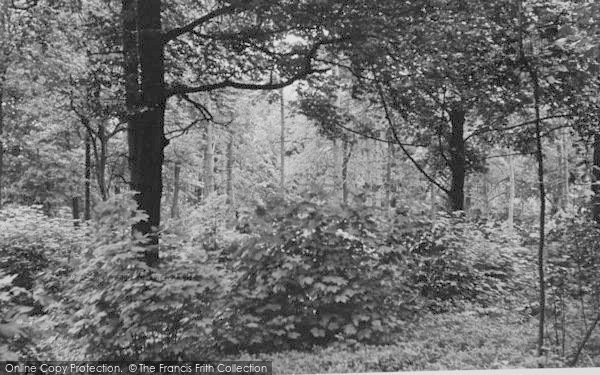 Photo of Selsdon, The Bird Sanctuary, Selsdon Wood c.1955
