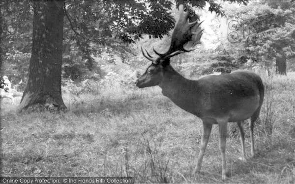 Photo of Sevenoaks, Deer In Knole Park c.1960
