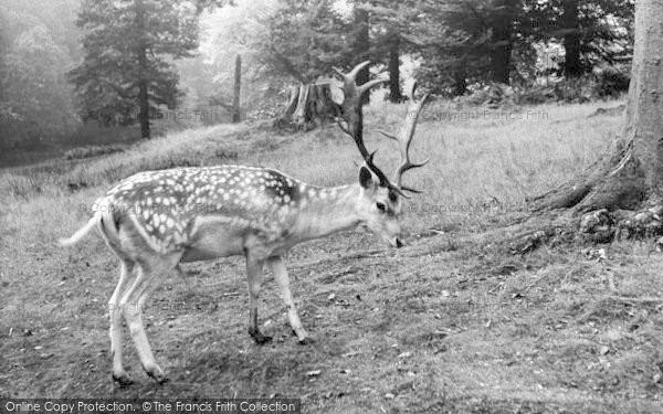 Photo of Sevenoaks, Deer In Knole Park c.1960