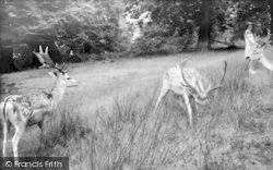 Deer In Knole Park c.1960, Sevenoaks