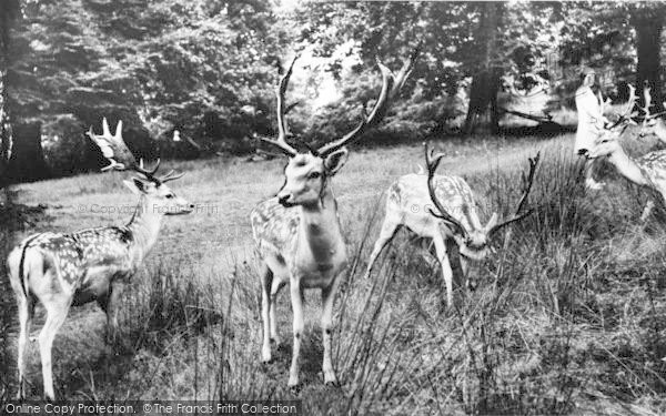 Photo of Sevenoaks, Deer In Knole Park c.1960