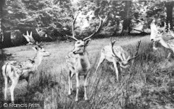 Deer In Knole Park c.1960, Sevenoaks