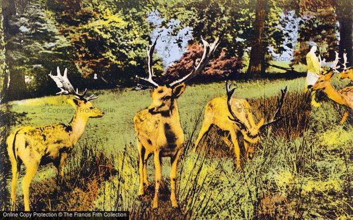 Photo of Sevenoaks, Deer In Knole Park c.1960