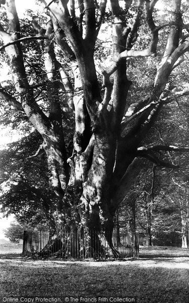 Photo of Sevenoaks, Knole Park, 'king Beech' 1895