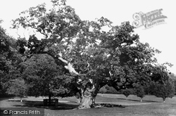 Large Oak, Knole Park 1895, Sevenoaks